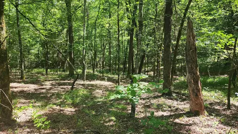 tbd Hickory Hill Ln, Mount Ida, AR 71957 photo 8