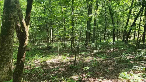 tbd Hickory Hill Ln, Mount Ida, AR 71957 photo 35