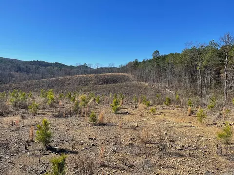 tbd Weyco Rd, Hatton, AR 71937 photo 5