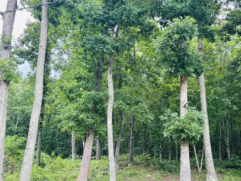 1472 Petters Rd, Mountain View, AR 72560 photo 29