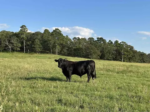 181 Lovers Ln, Bigelow, AR 72016