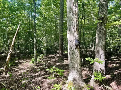 000 Old Brewer Rd N, Edgemont, AR 72044 photo 18