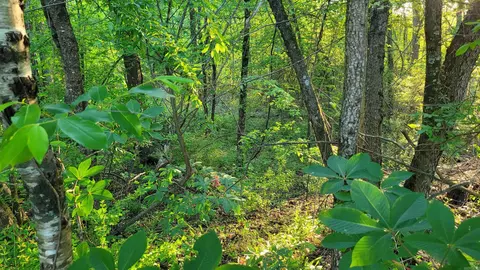 tbd Highway 9, Malvern, AR 72104 photo 21