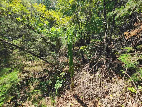 L-50, Highland, AR 72529 photo 13