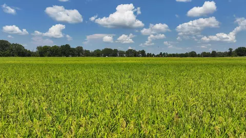 00 Highway 49 Hwy, Brinkley, AR 72021