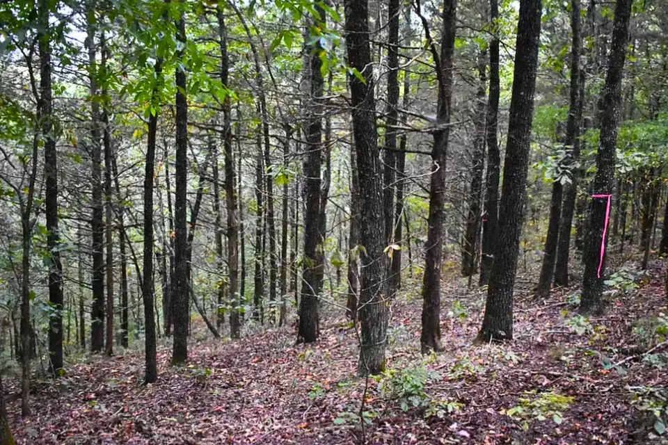  King Lp, Judsonia, AR 72081 photo 18