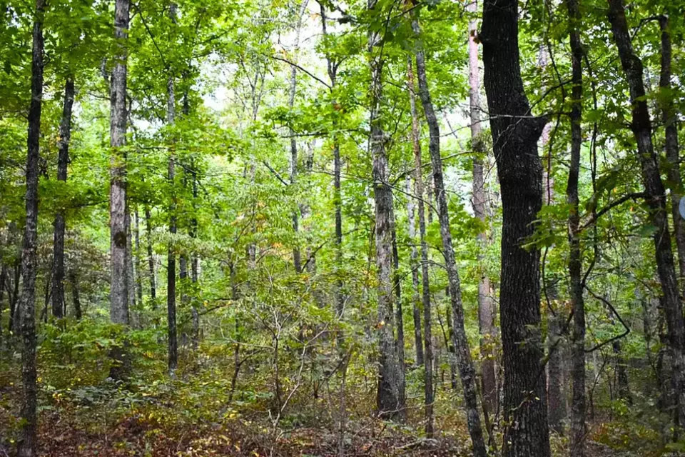  King Lp, Judsonia, AR 72081 photo 20