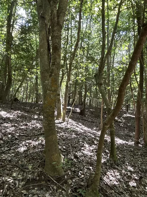 000 Nevada 36, Rosston, AR 71858 photo 3