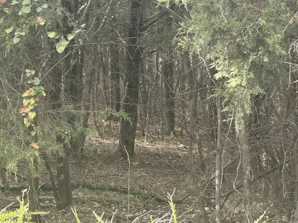  00 Cr 38, Clarkridge, AR 72634 photo 9