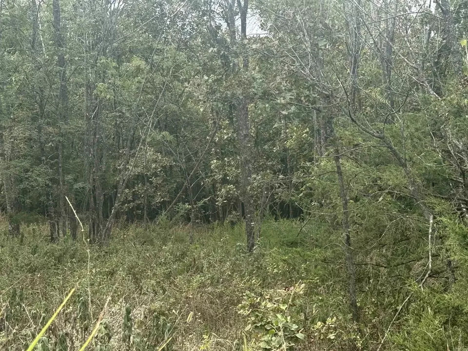  00 Cr 38, Clarkridge, AR 72634 photo 13