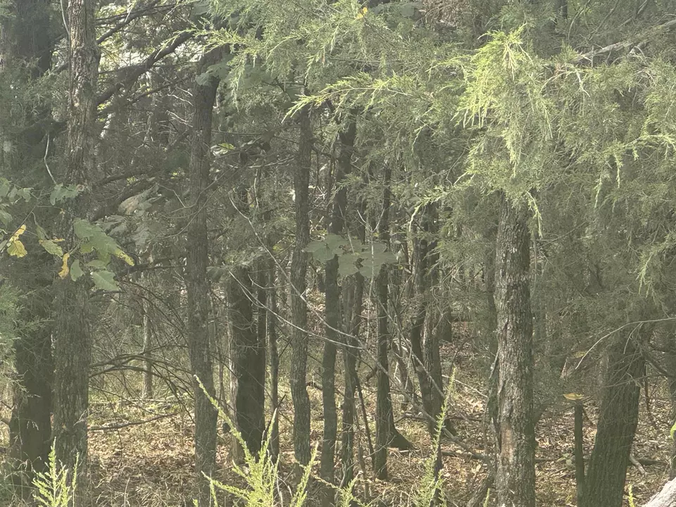  00 Cr 38, Clarkridge, AR 72634 photo 10