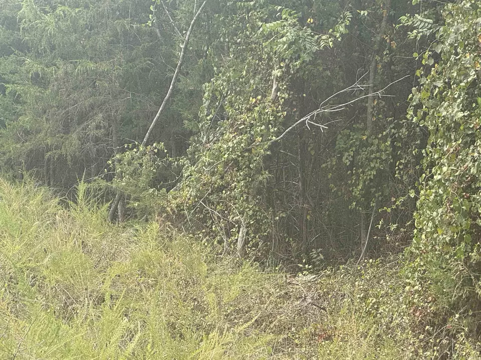  00 Cr 38, Clarkridge, AR 72634 photo 7