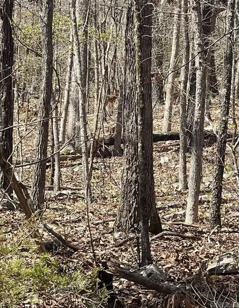 422 N Hiawatha Cir, Horseshoe Bend, AR 72512