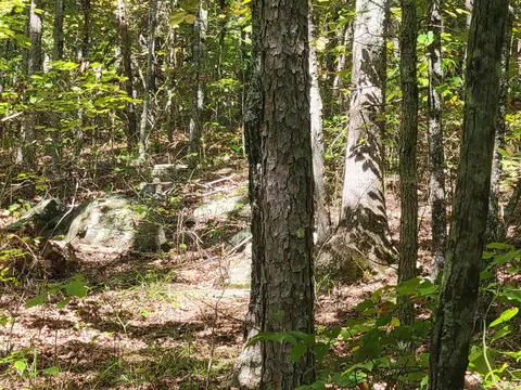 201 Peyton Mtn Loop, Dennard, AR 72629 photo 27