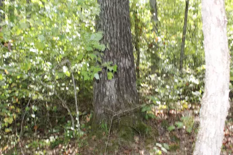 Other - 5354 Endline Rd, Marshall, AR 72650 photo 9 of 17