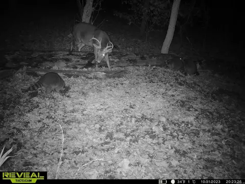 1141 Wafted Lane Tract 3, Marshall, AR 72650 photo 5