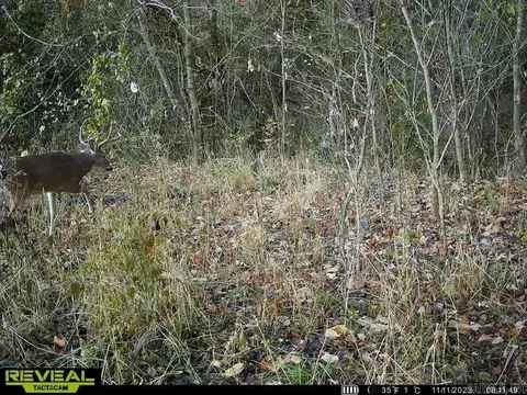 1141 Wafted Lane Tract 3, Marshall, AR 72650 photo 4