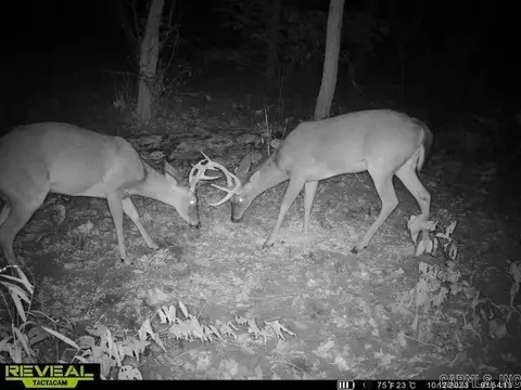 1141 Wafted Lane Tract 3, Marshall, AR 72650 photo 3