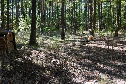 21 Moon Dance Rd, Mount Ida, AR 71957 photo 29