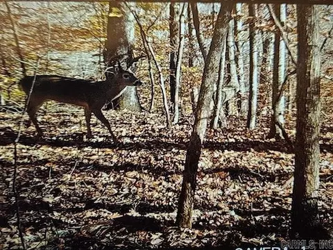557 Private Road 5028 Rd, Oark, AR 72852 photo 36