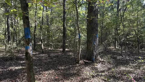 8911 Pine Meadow Dr, Sulphur Springs, AR 72603 photo 11