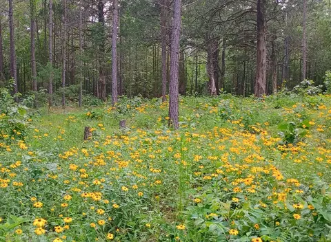313 Bobbits Ln, Clinton, AR 72031 photo 6
