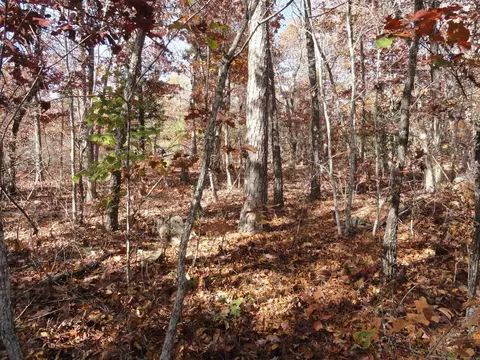 229 Mayapple Rd, Harriet, AR 72639 photo 5