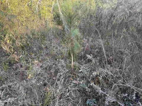000 Sulpher Springs Rd, Pine Bluff, AR 71603 photo 33