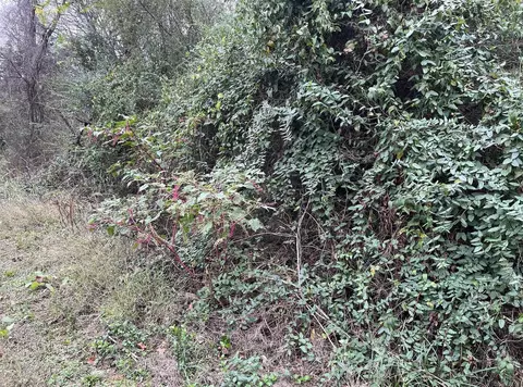 tbd Burrow, Morrilton, AR 72110 photo 3