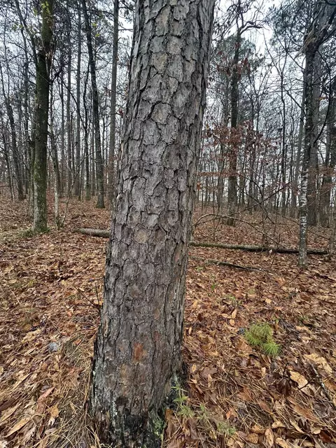 tbd Dogwood Trl, Tull, AR 72015 photo 8