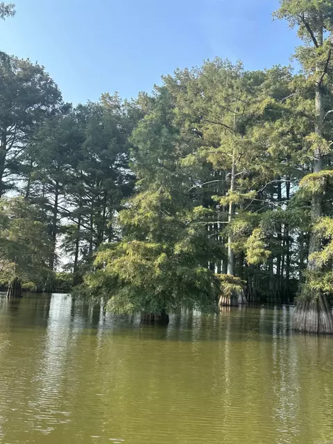 View/Area - 849 Hwy 212, Dumas, AR 71639 photo 5 of 6