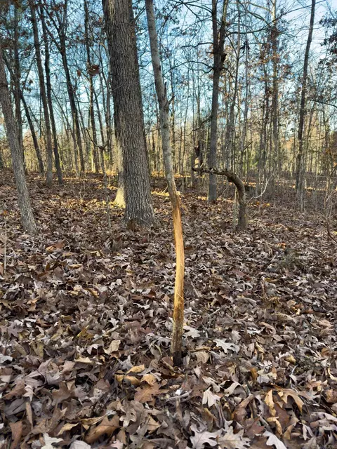 Pleasant Run Rd, Mammoth Spring, AR 72554 photo 7