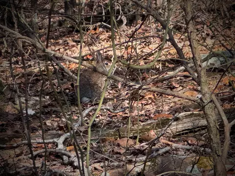 370 Guy Ln, Quitman, AR 72131 photo 14