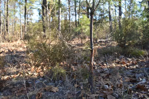 0000 Hwy 22, Delaware, AR 72835 photo 16