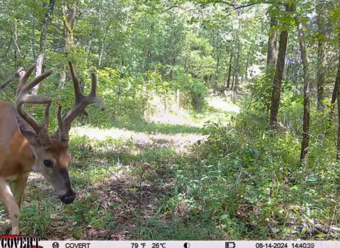 3968 Highway 167 Hwy, Ash Flat, AR 72513 photo 38