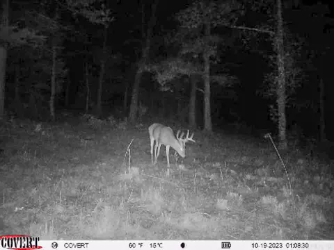 3968 Highway 167 Hwy, Ash Flat, AR 72513 photo 45