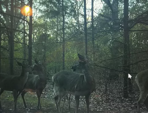 53 Center Point Loop, Vilonia, AR 72173 photo 6