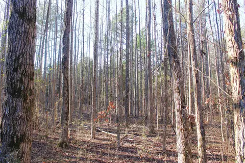0 E Bivens Rd, Quitman, AR 72131 photo 12