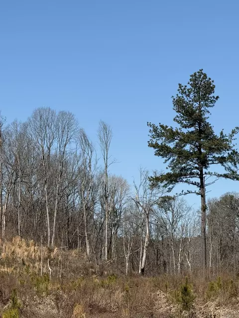 tbd Hempstead 18, Blevins, AR 71825 photo 3