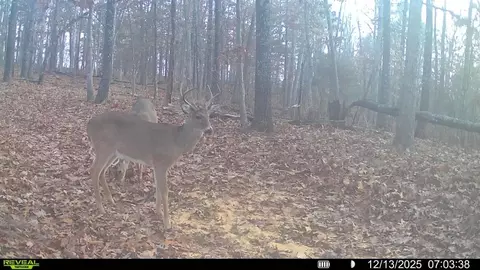 120 Campground Rd # A, Wideman, AR 72585 photo 7