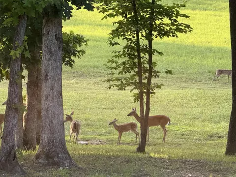 Other - 587 Owley Rd, Mount Ida, AR 71957 photo 3 of 14