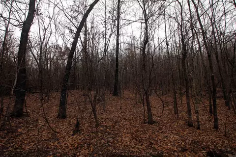 000 Jack Vaughn Rd, Clinton, AR 72031 photo 19