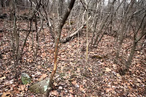 000 Jack Vaughn Rd, Clinton, AR 72031 photo 13