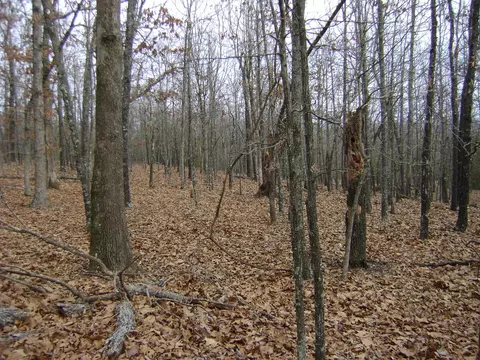Kennedy Road, Ash Flat, AR 72513 photo 10
