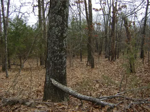 Kennedy Road, Ash Flat, AR 72513 photo 17