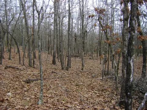 Kennedy Road, Ash Flat, AR 72513 photo 15