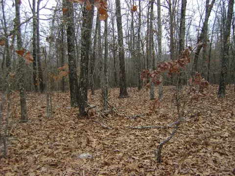 Kennedy Road, Ash Flat, AR 72513 photo 6