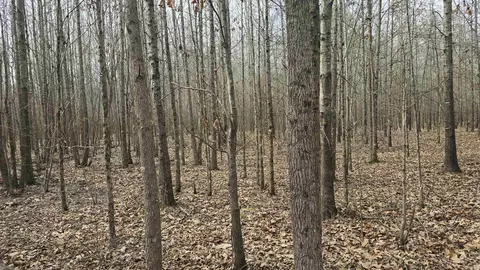 000 Williams Rd, Bald Knob, AR 72010 photo 7