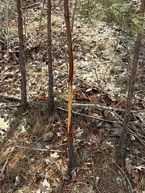 000 Daniel Hill Rd, Leslie, AR 72645 photo 26