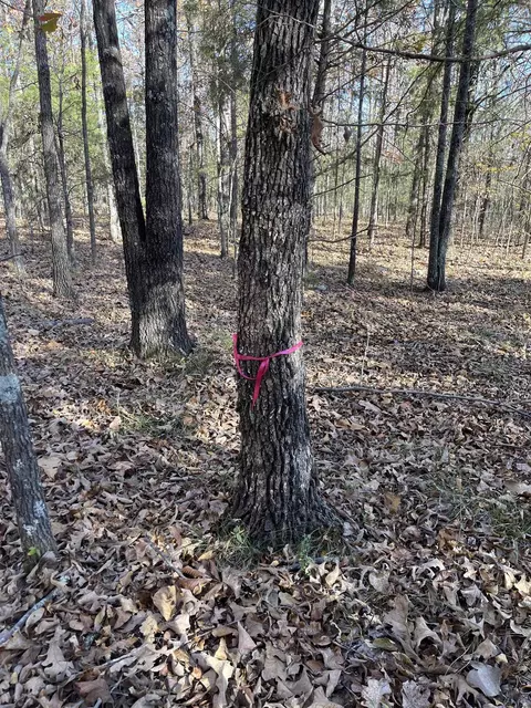 743 The Day Rd, Ash Flat, AR 72513 photo 36